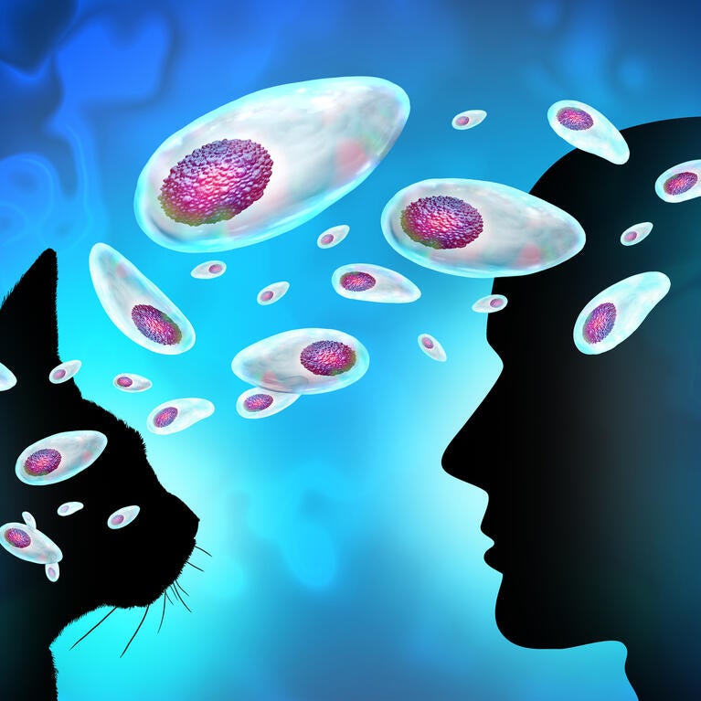 Toxoplasma gondii