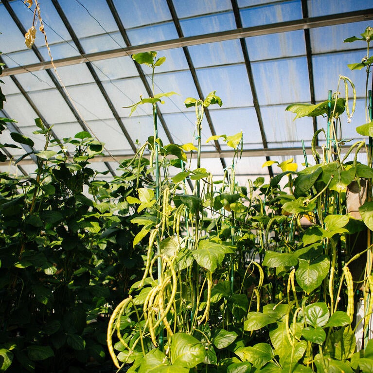 greenhouse plants