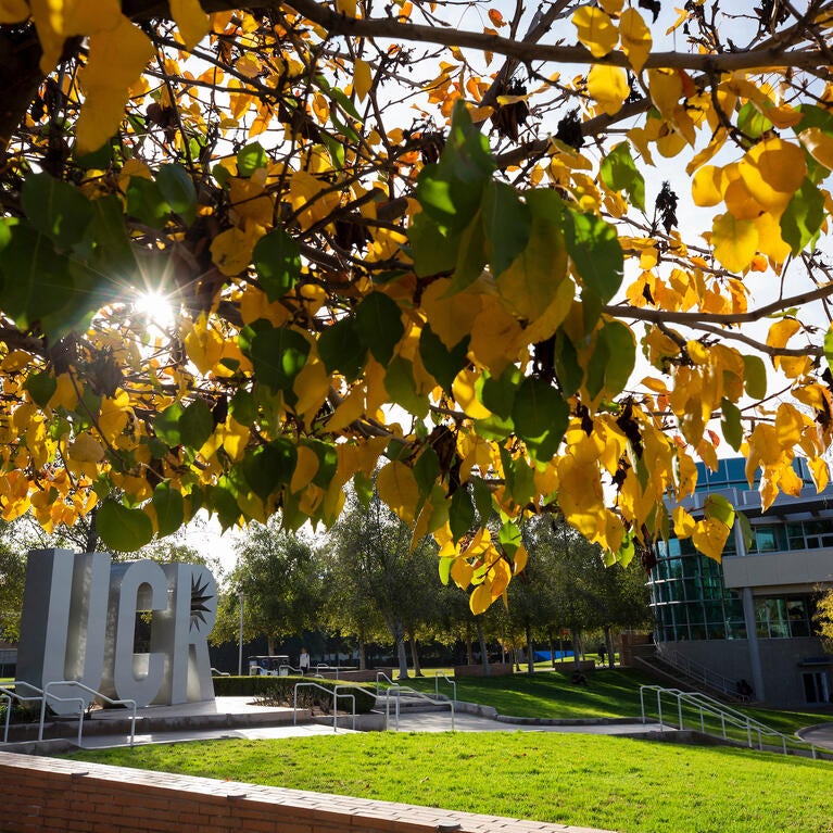 Fall trees on campus