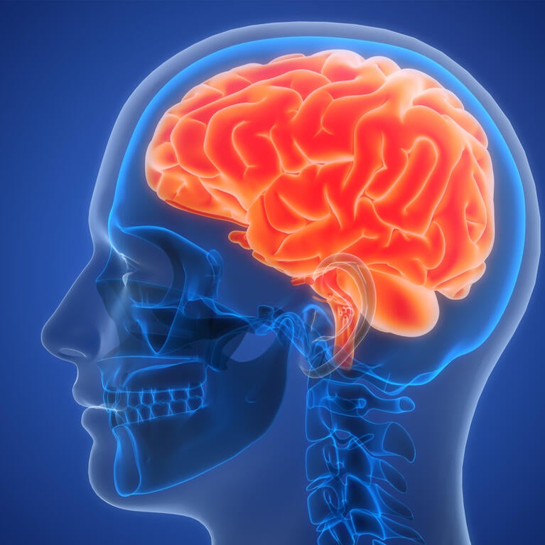 Illustration of the brain region