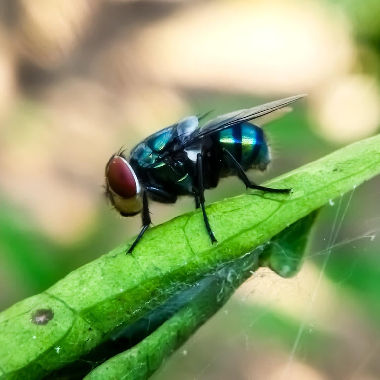 Flesh eating screwworm fly