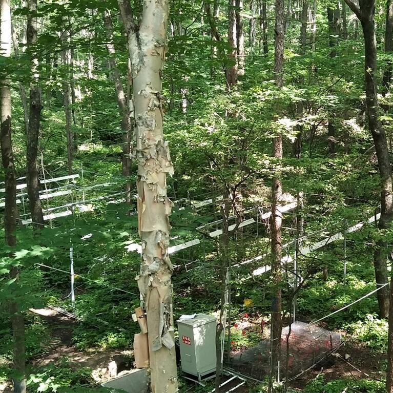 Chinese forest research site