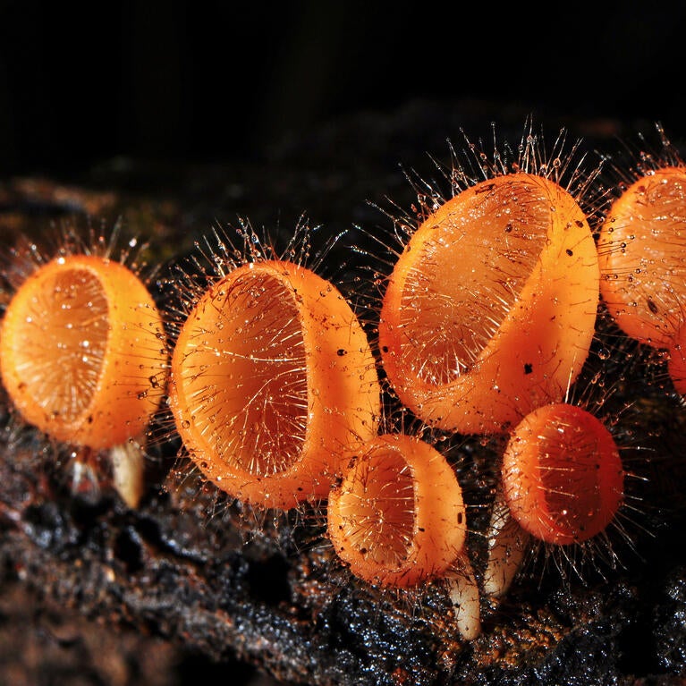 orange cup fungi