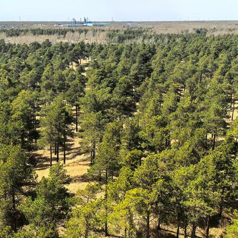 Taklamakan afforestation