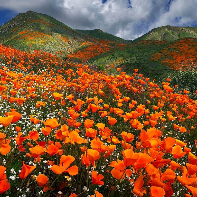 poppies blooming in Lake Elsinore