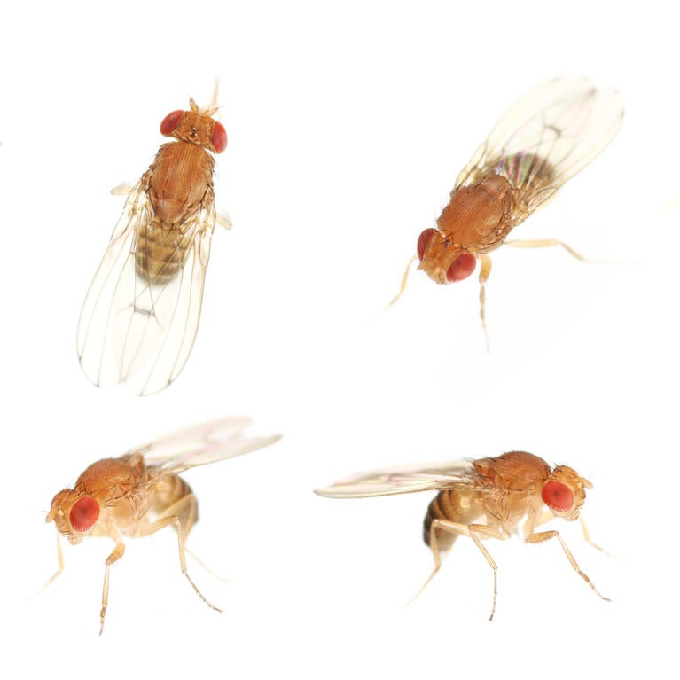 Fruit flies on a white background