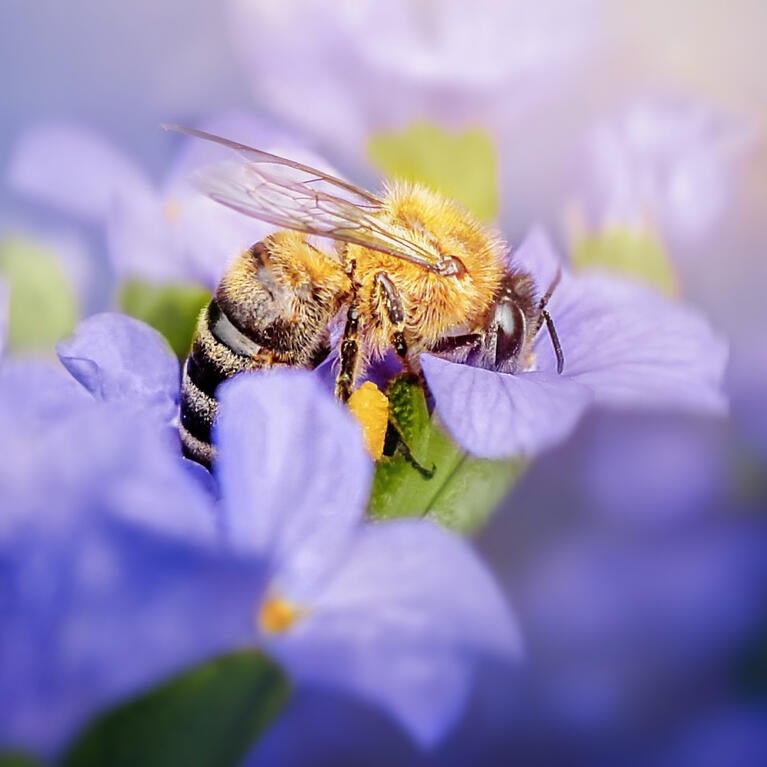 honeybee in lavender flower