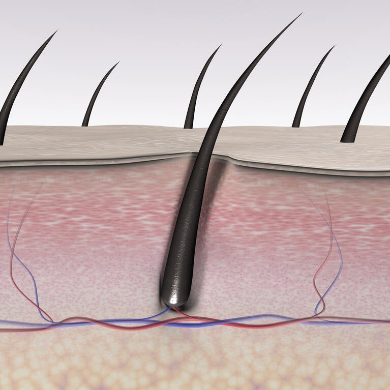 Skin tissues and hair follicle cross section