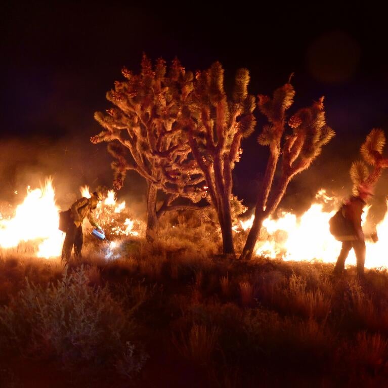 Joshua trees on fire at night