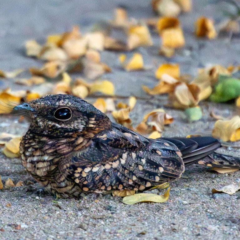 Scissor-tailed nightjar on the ground