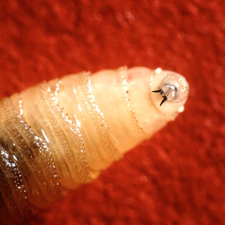 New World screwworm larva
