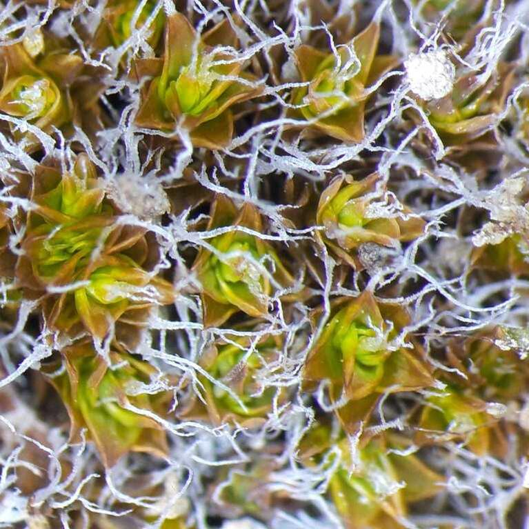 Steppe moss