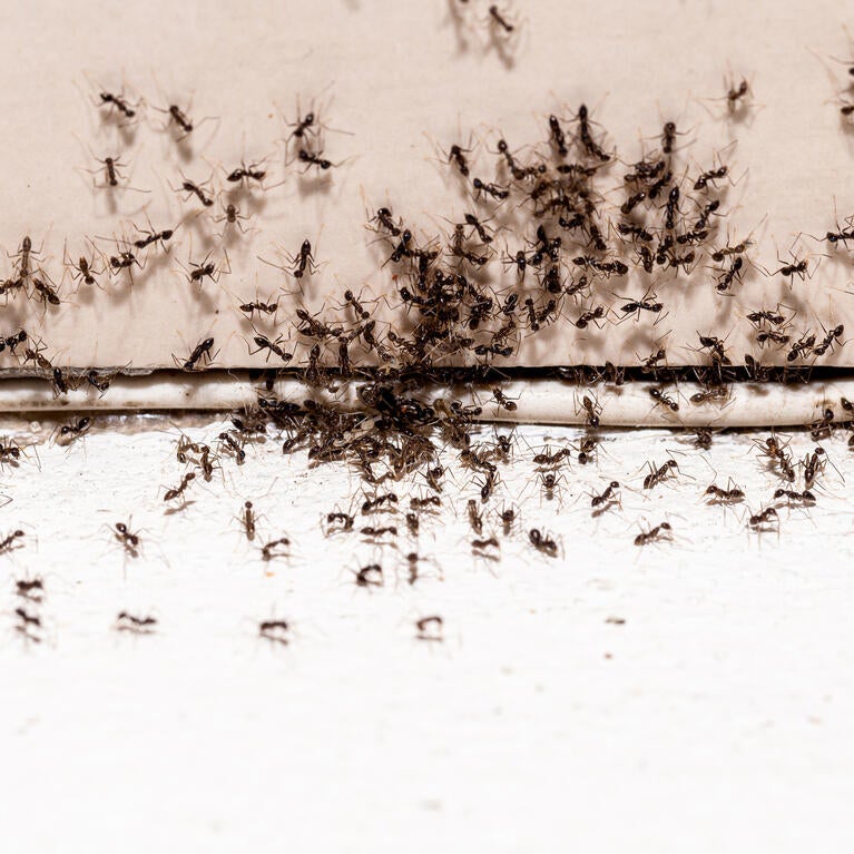 Black ant infestation through a crack