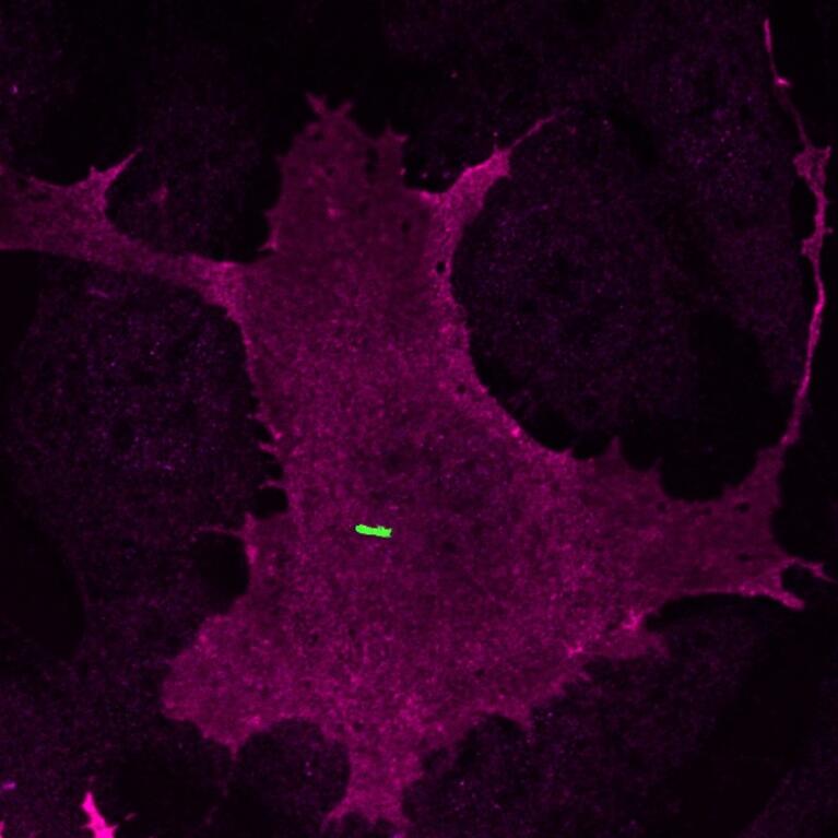 Cilium