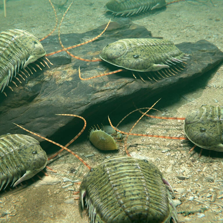 Trilobites gathering underwater