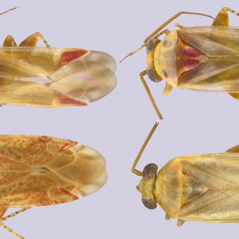 Swiftiephylum insect collage