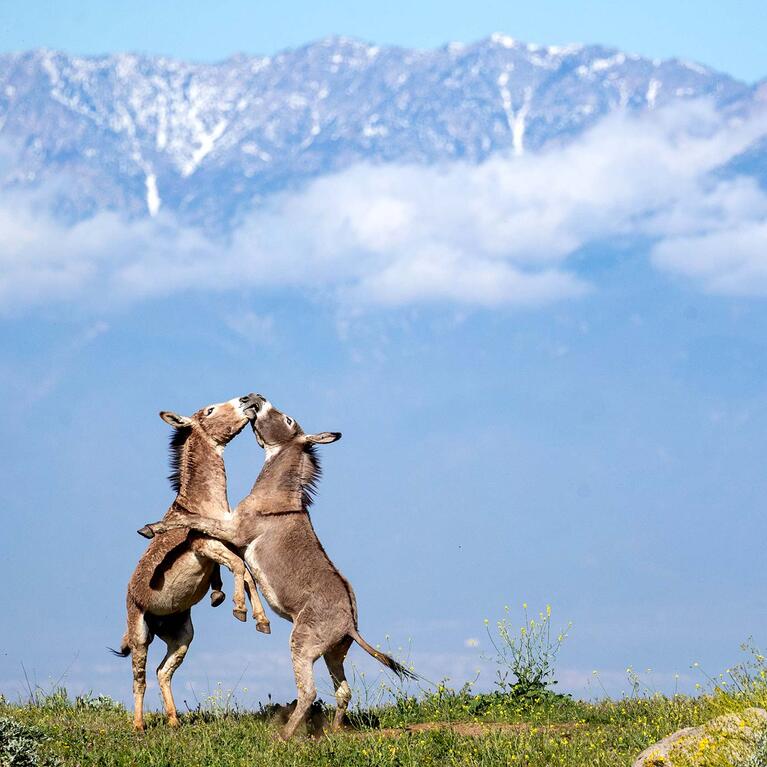 Donkeys play together in the Box Springs Mountain Reserve which sits in the hills above UC Riverside.