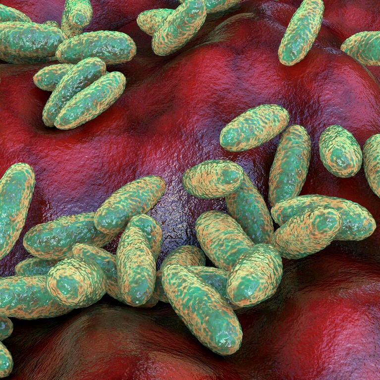 Plague bacteria Yersinia pestis