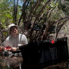 Researcher in mangrove forest