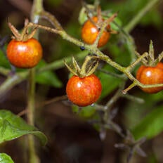 Galapagos tomato species