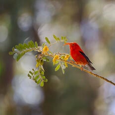 Hawaiian 'I'iwi bird on a branch