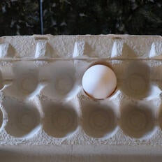 Lone egg in an empty carton