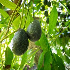 Luna avocados on the tree