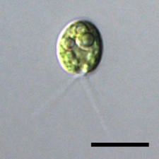 Chlamydomonas reinhardtii is a single-celled green algae.