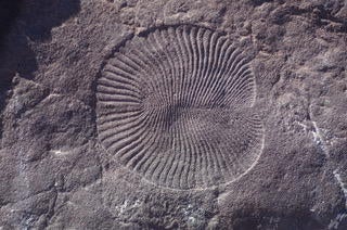 Dickinsonia The fossil animal Dickinsonia.
