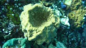 A picture of a sponge taken under water