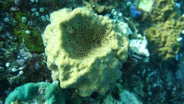 Sponge 2 A picture of a sponge taken under water