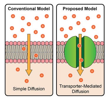 steroid transport model an illustration of the traditional and proposed mechanisms by which steroid hormones are imported into cells.