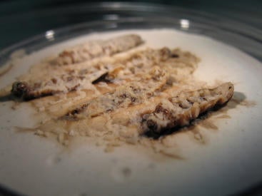 larvae destroyed by parasitic nematodes