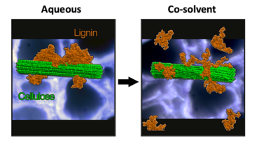 Co-solvents THF and water cause lignin to dissociate from itself and from cellulose, expanding to form a random coil