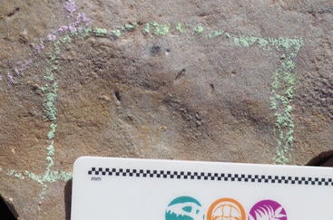 Ikaria wariootia impressions in stone