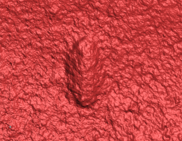 3D laser scan of an Ikaria wariootia impression in stone