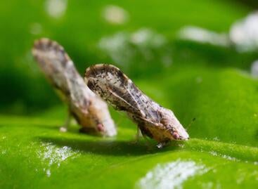 Asian citrus psyllid Asian citrus psyllid