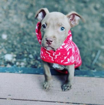 A fostered pit bull puppy named Lena photo credit: Katja Guenther