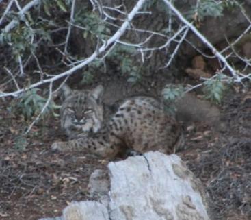 A bobcat at the UCR Botanic Gardens