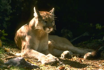 A mountain lion laying down.