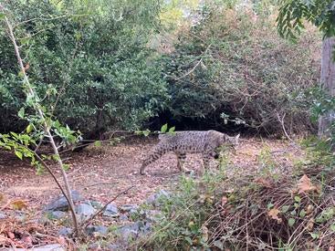 Quinn McFrederick's photo of a bobcat at the entomology building at UC Riverside.