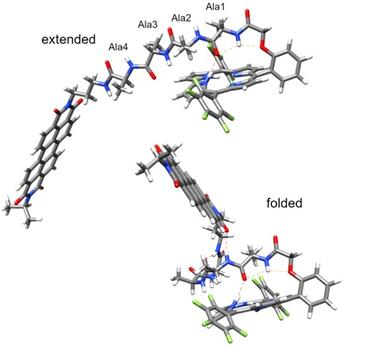 electron transfer in folded and unfolded peptides