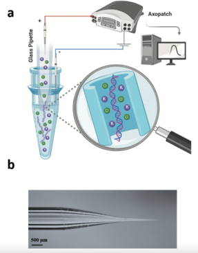 A nanopore collects cell-free DNA from a liquid sample