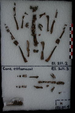 Rabbit bones found in the stomach contents of an eagle sacrificed at the Sun Pyramid in Teotihuacan