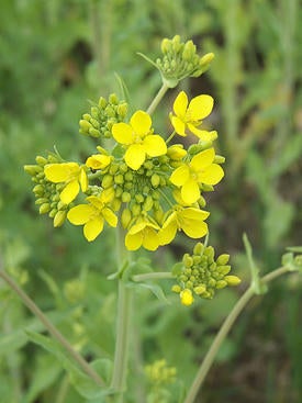 wild mustard