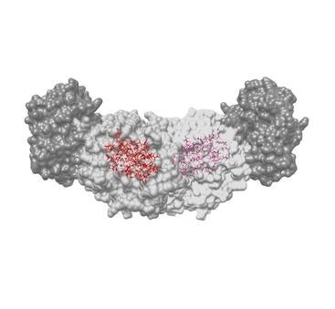 tryptophan synthase