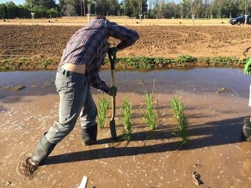 researcher in flooded rice paddy