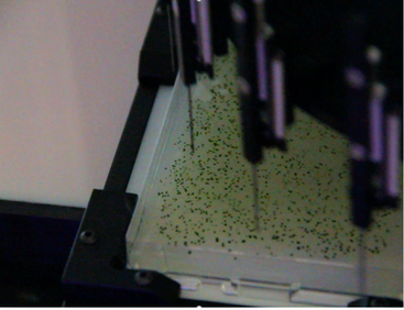 A robot selects mutant algal colonies.