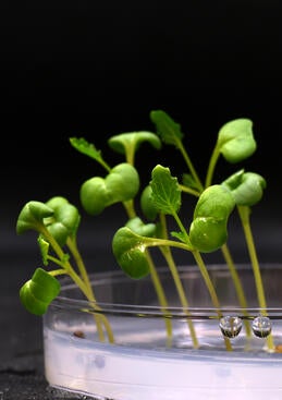Plants growing in an electrolyzed medium containing acetate that replaces natural photosynthesis