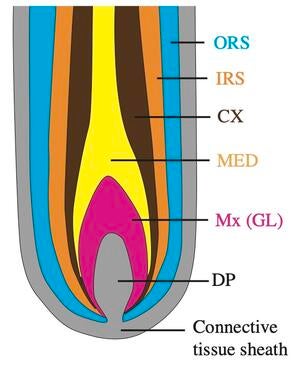 毛根の生と死を司る化学物質(The chemical controlling life and death in hair follicles)